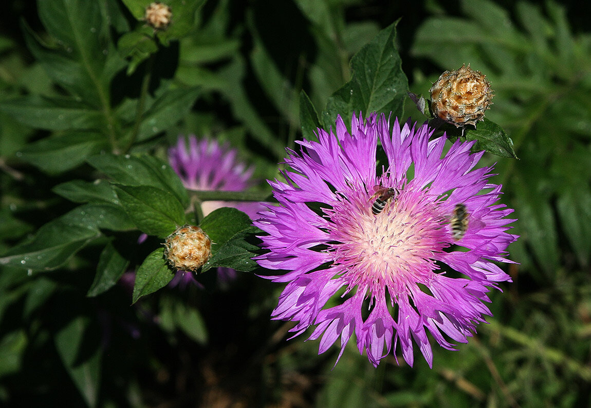 ** - Наталья S