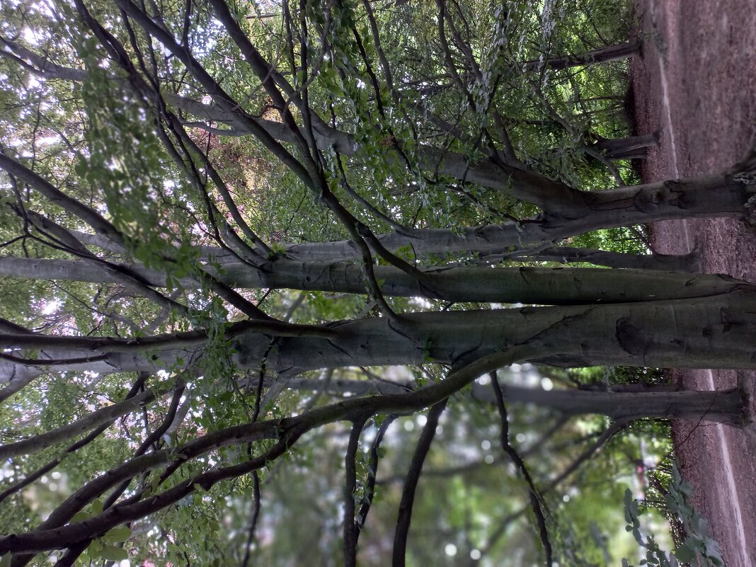 Красивая крона - Svetlana 