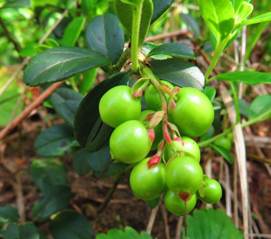 Зелёная гроздь брусники - Андрей Снегерёв