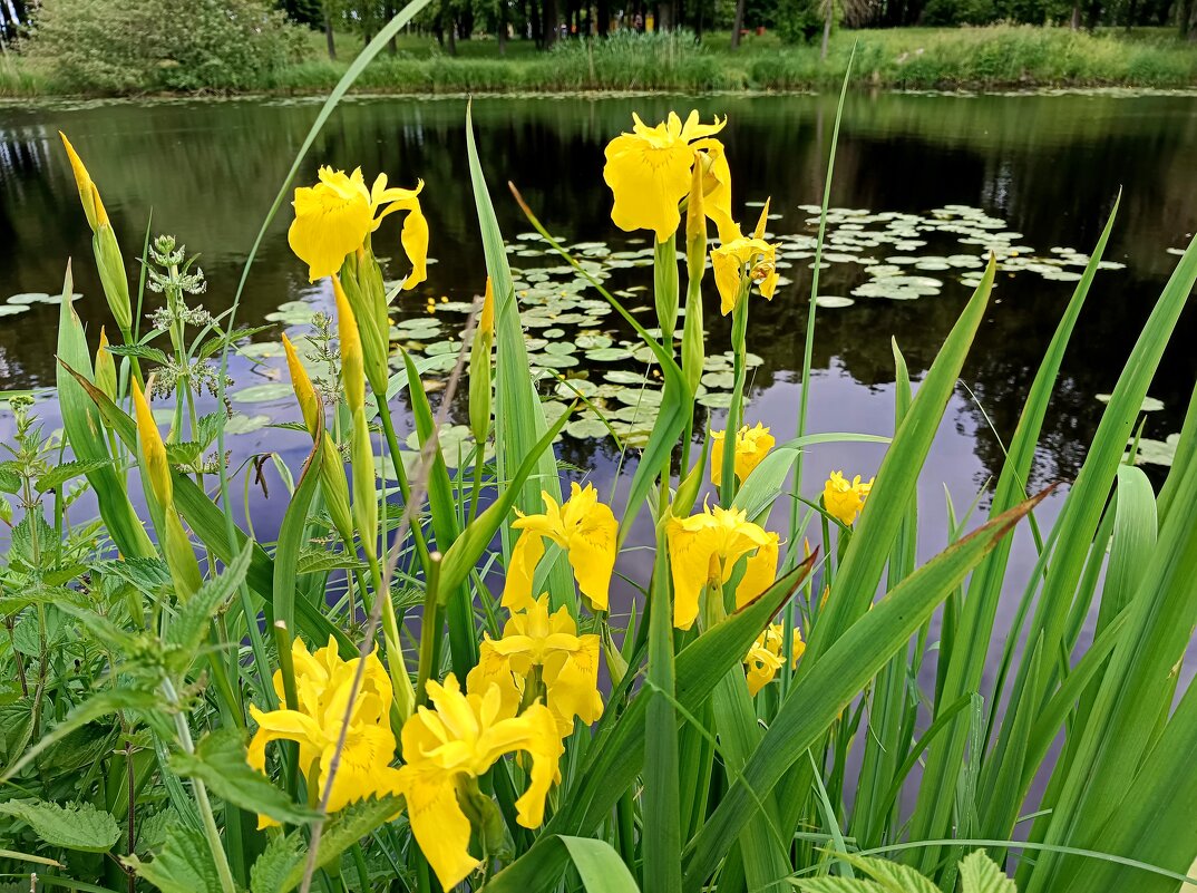 У реки... - Мария Васильева