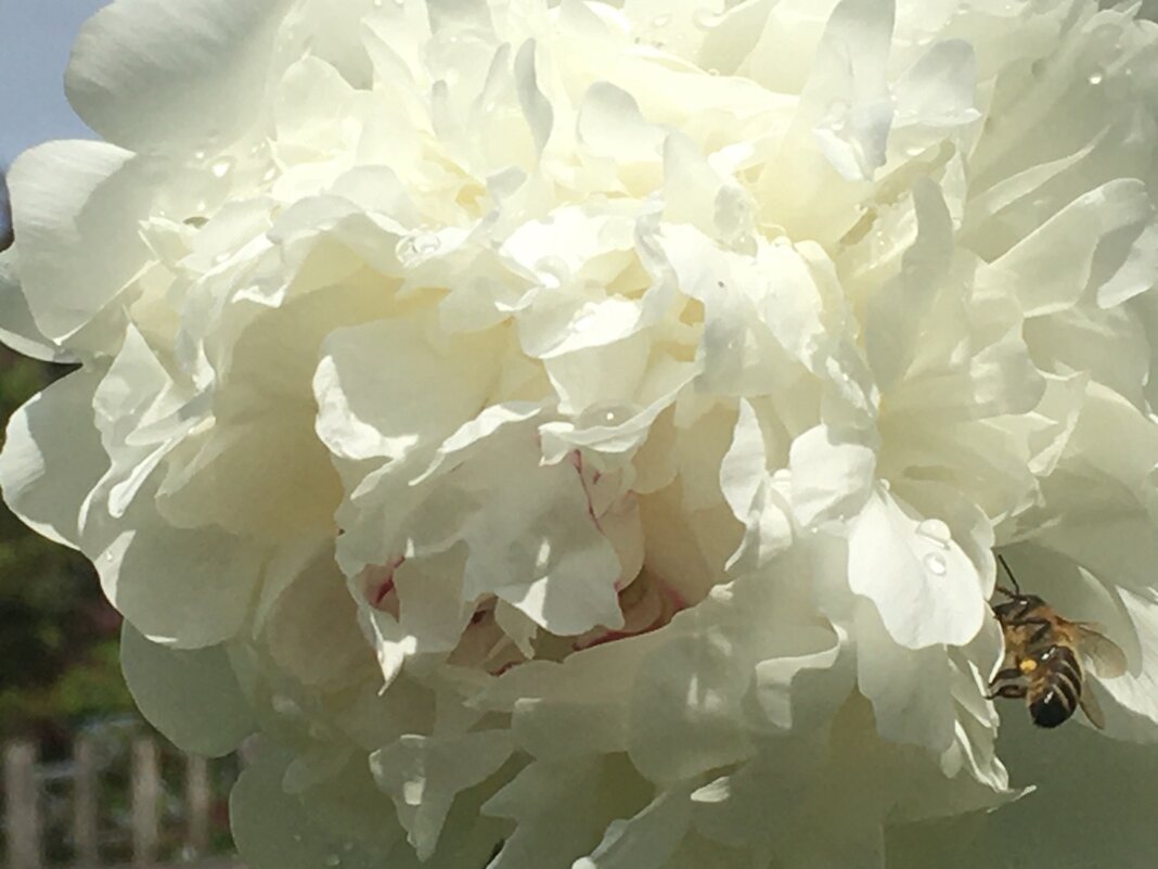 Белый пион и ... - Владимир Павлов