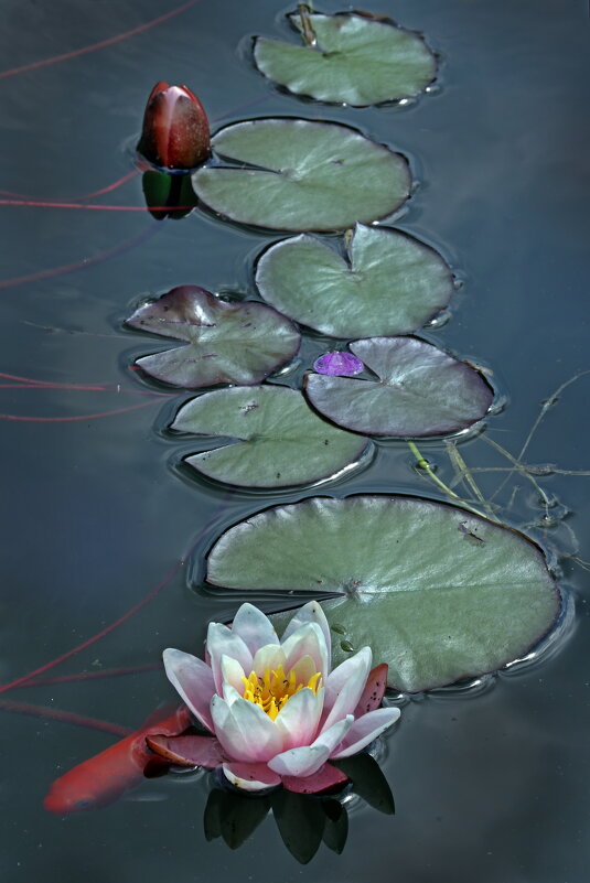 25 июня - Михаил Бибичков