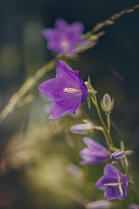 * - Svetlana Galvez * - Svetlana Galvez