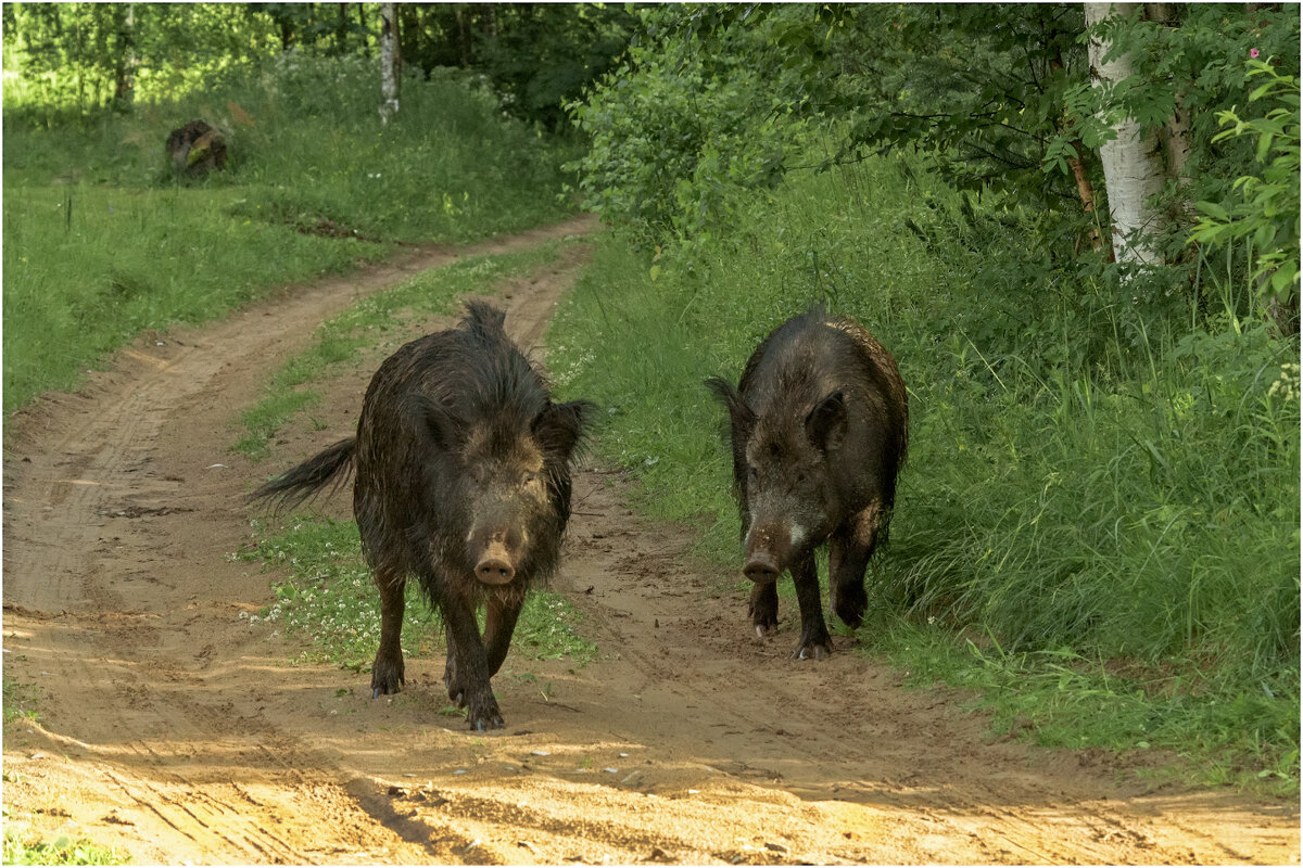 Гости деревни Кривобор - Валентин Котляров Гости деревни Кривобор - Валентин Котляров