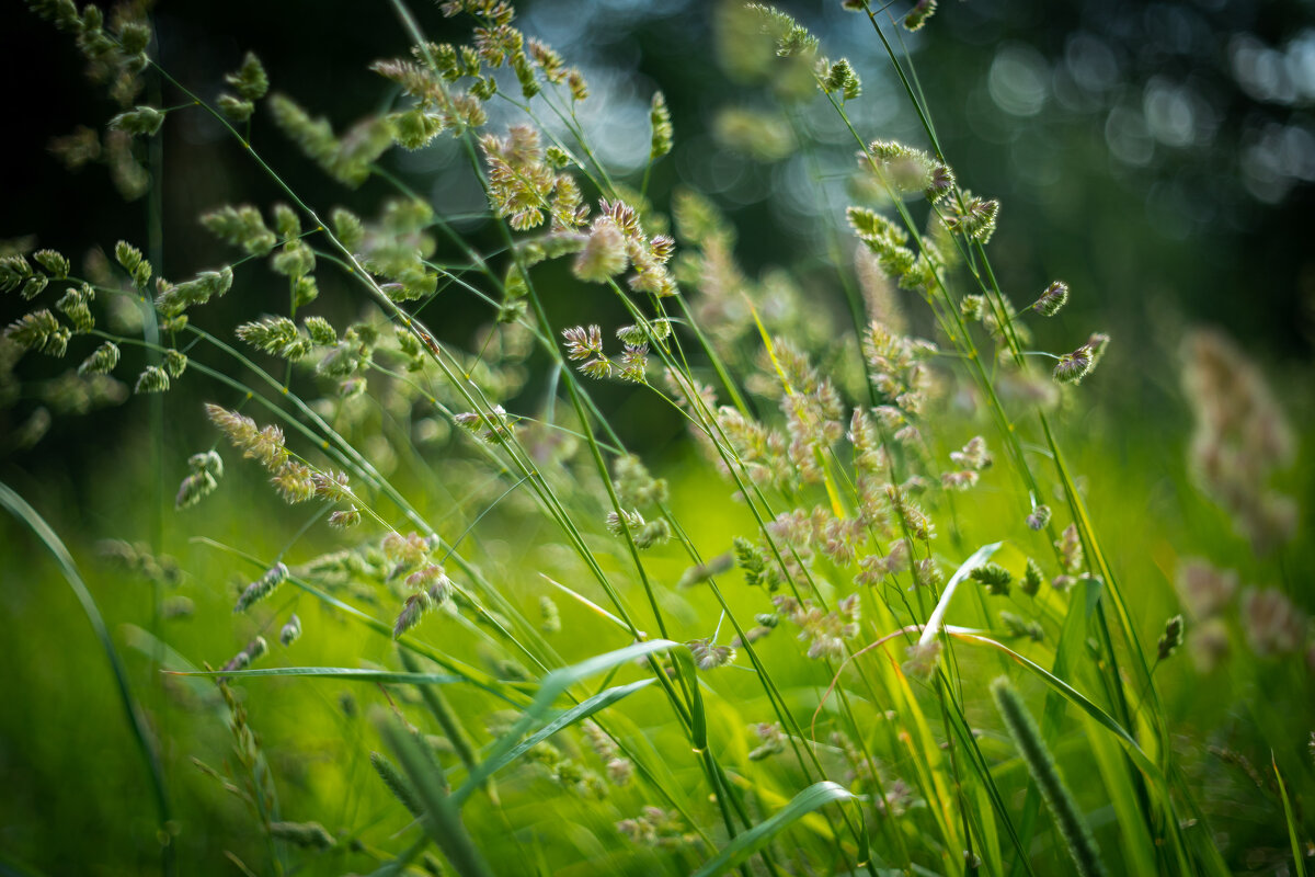 Какая-то трава - Олег Дорошенко