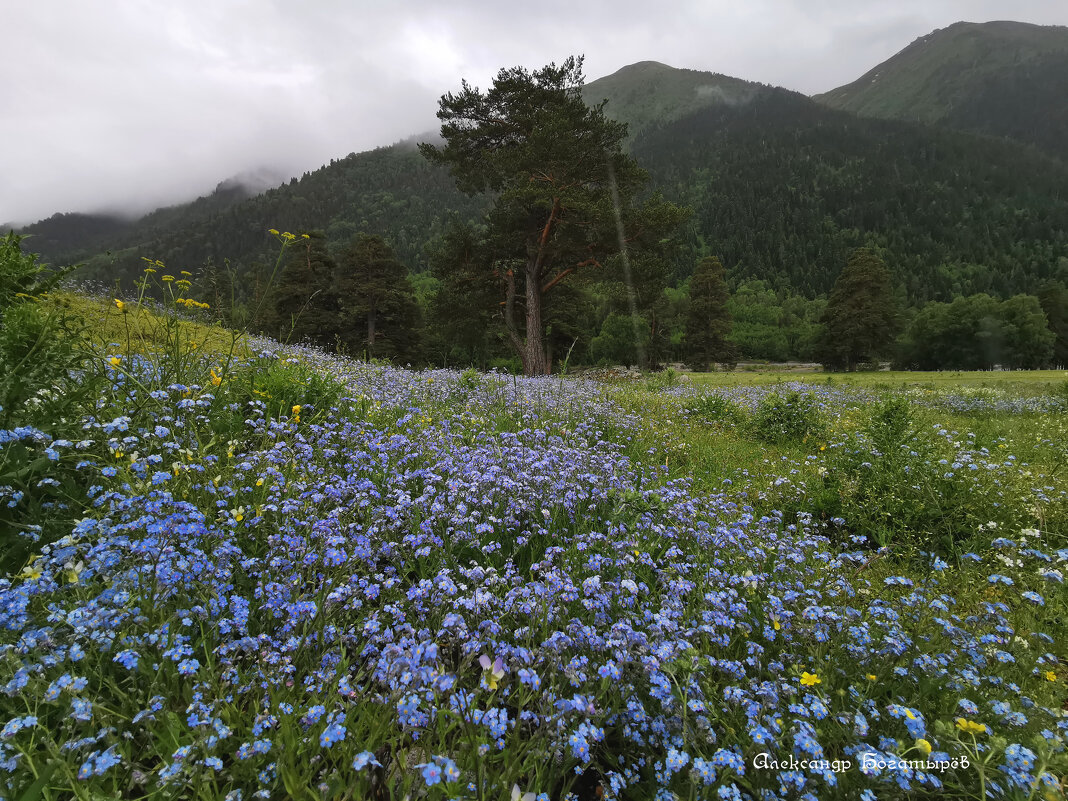 Аксаут - Александр Богатырёв