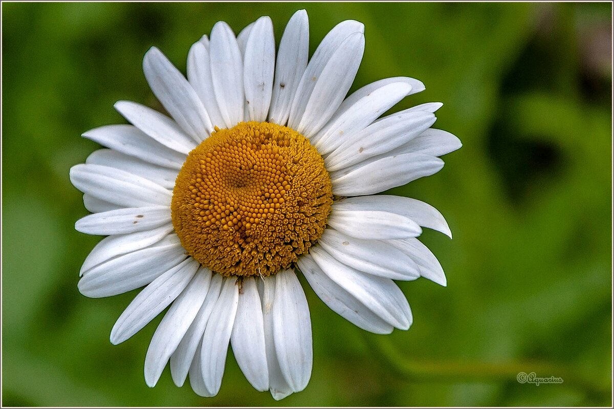 Городские цветы - Aquarius - Сергей