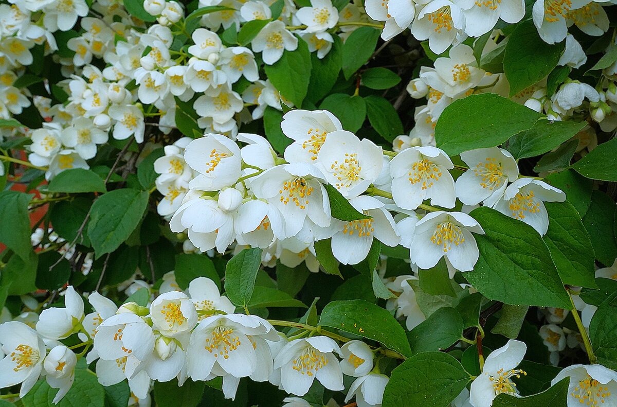 Чубушник венечный - Татьяна Тюменка