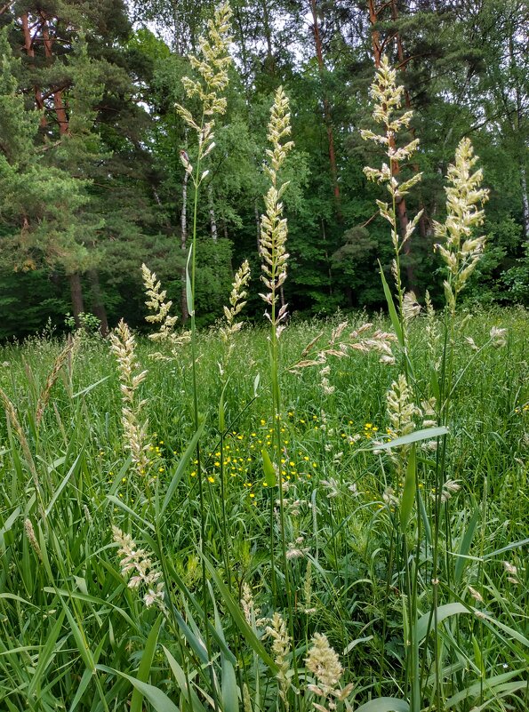 мятлик трава - Валентина. .