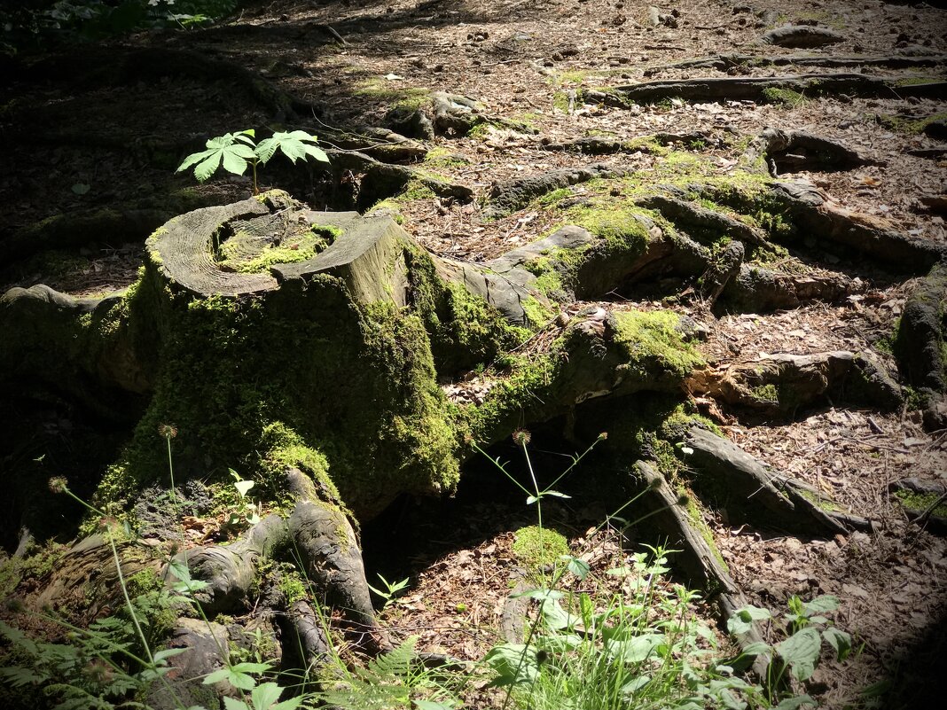 Древо в древе. - Любовь 