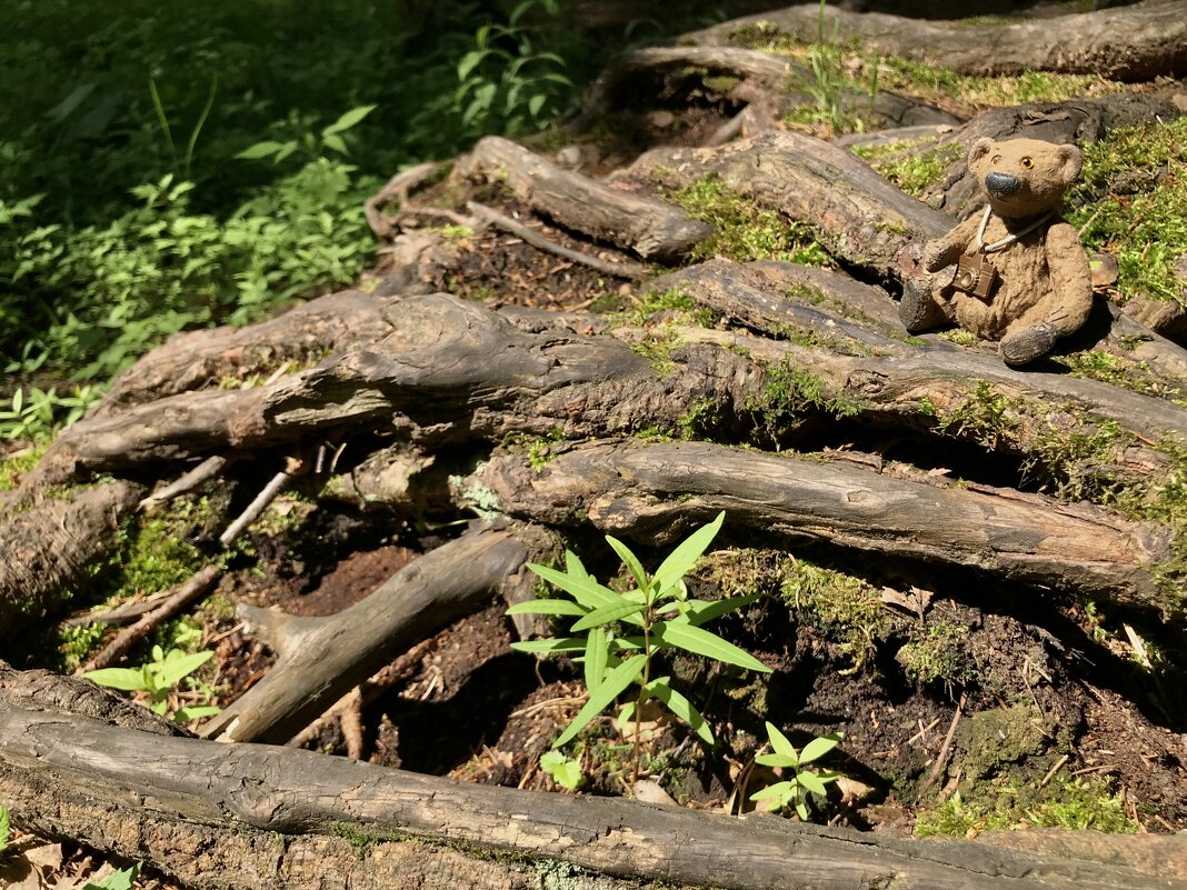 Мой Спецкор на природе) - Любовь Мой Спецкор на природе) - Любовь