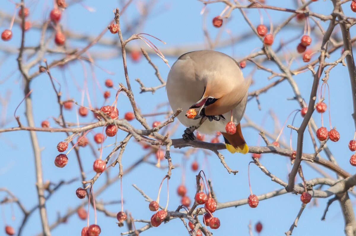 Свиристель. - Виктор Иванович Чернюк
