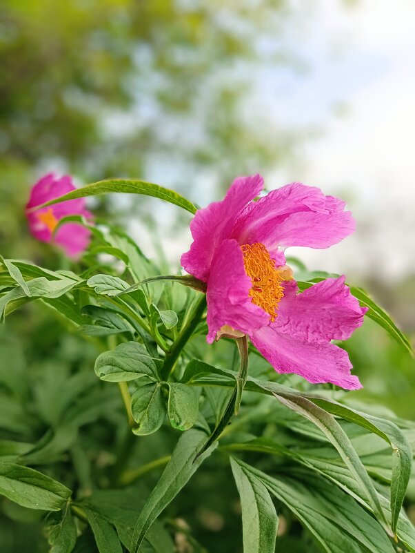 Дикий пион... - Ирина *