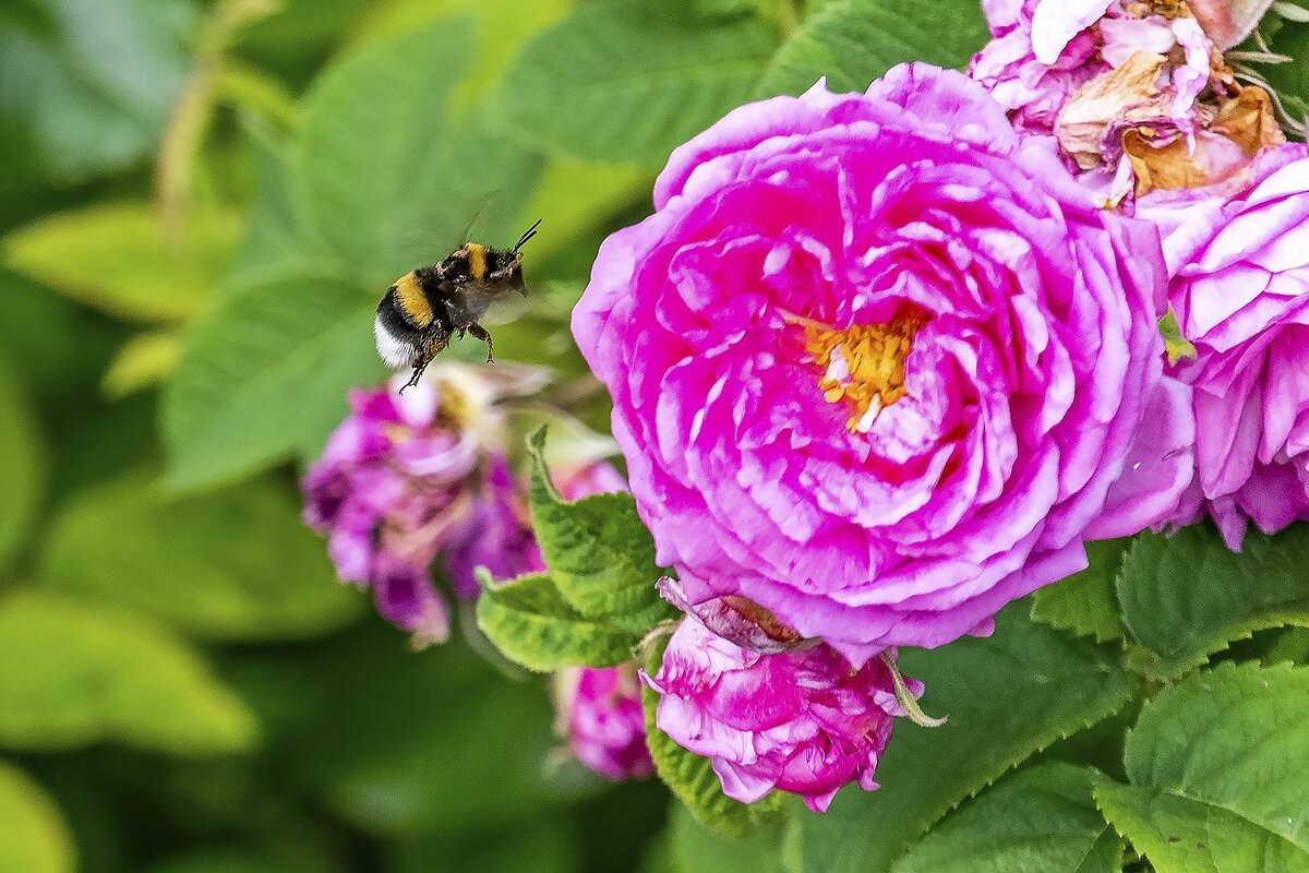 Разрешите с вами познакомиться - Валерий Иванович Разрешите с вами познакомиться - Валерий Иванович