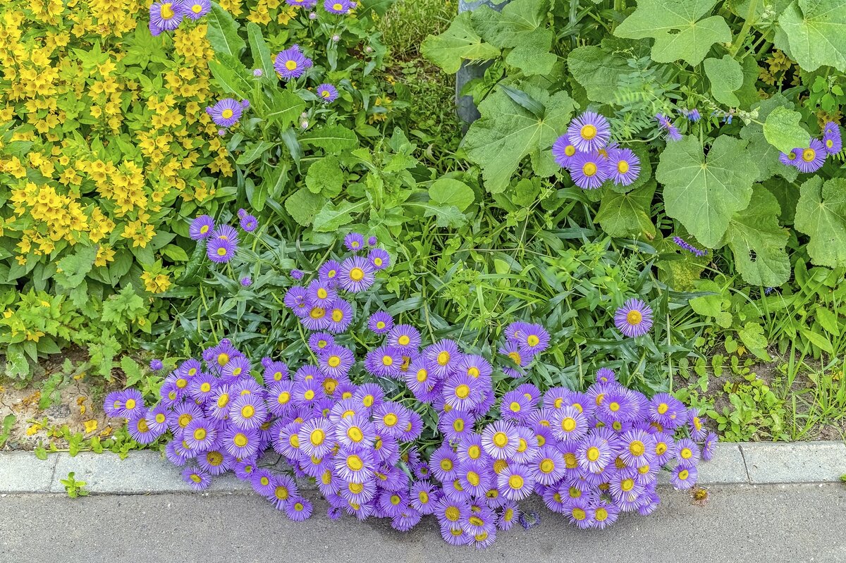 Эригерон - Валерий Иванович Эригерон - Валерий Иванович