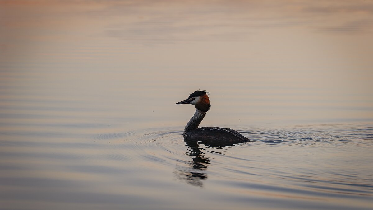 Чомга на озере. - Вадим Басов Чомга на озере. - Вадим Басов