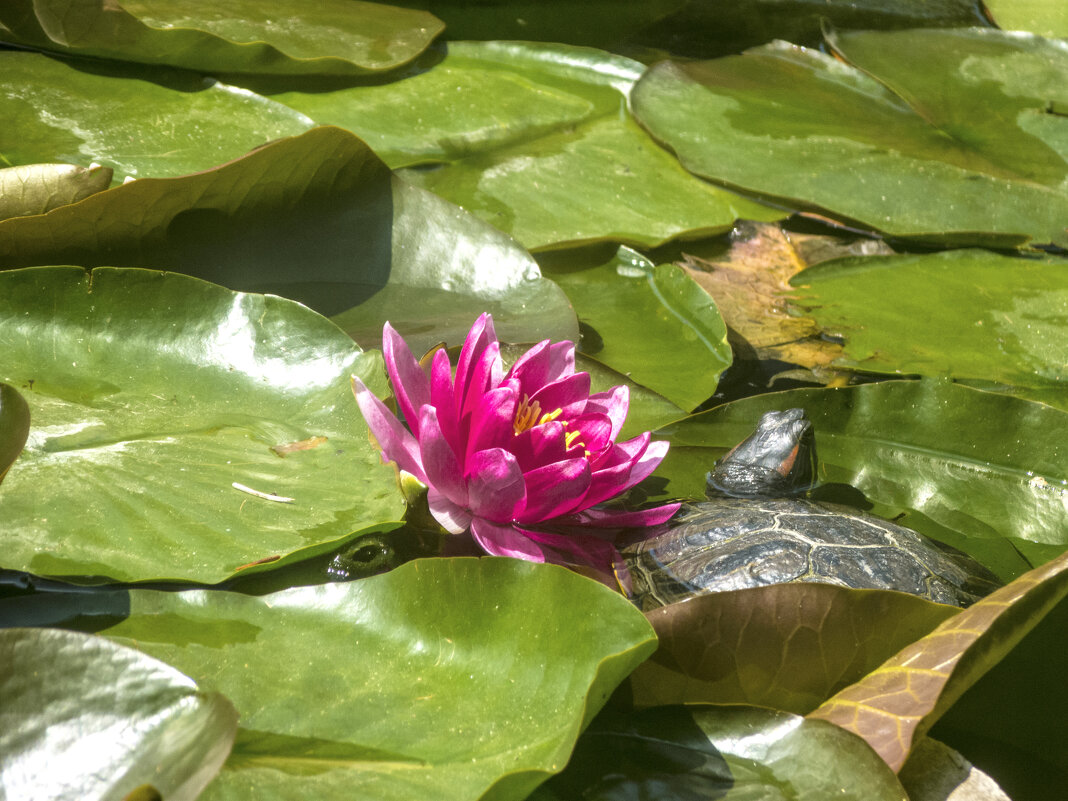 Розовая лилия и черепашка - Валентин Семчишин