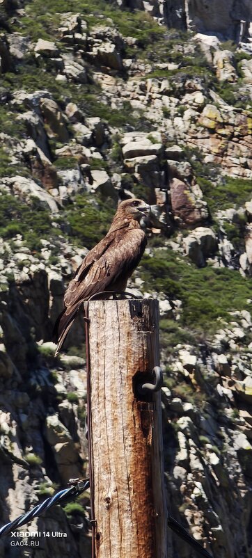 Алтай - Александр Чибисов