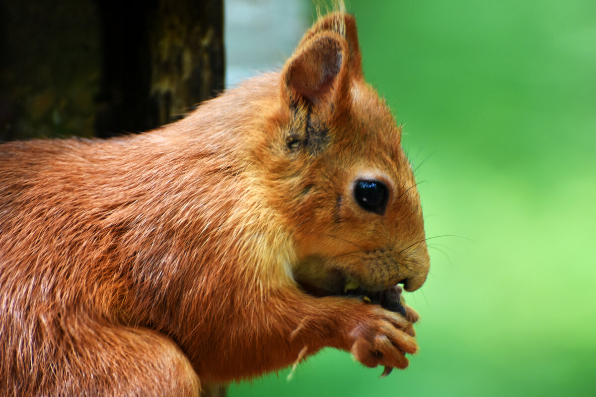 Москва. Белки Нескучного сада. - Наташа ***** Москва. Белки Нескучного сада. - Наташа *****