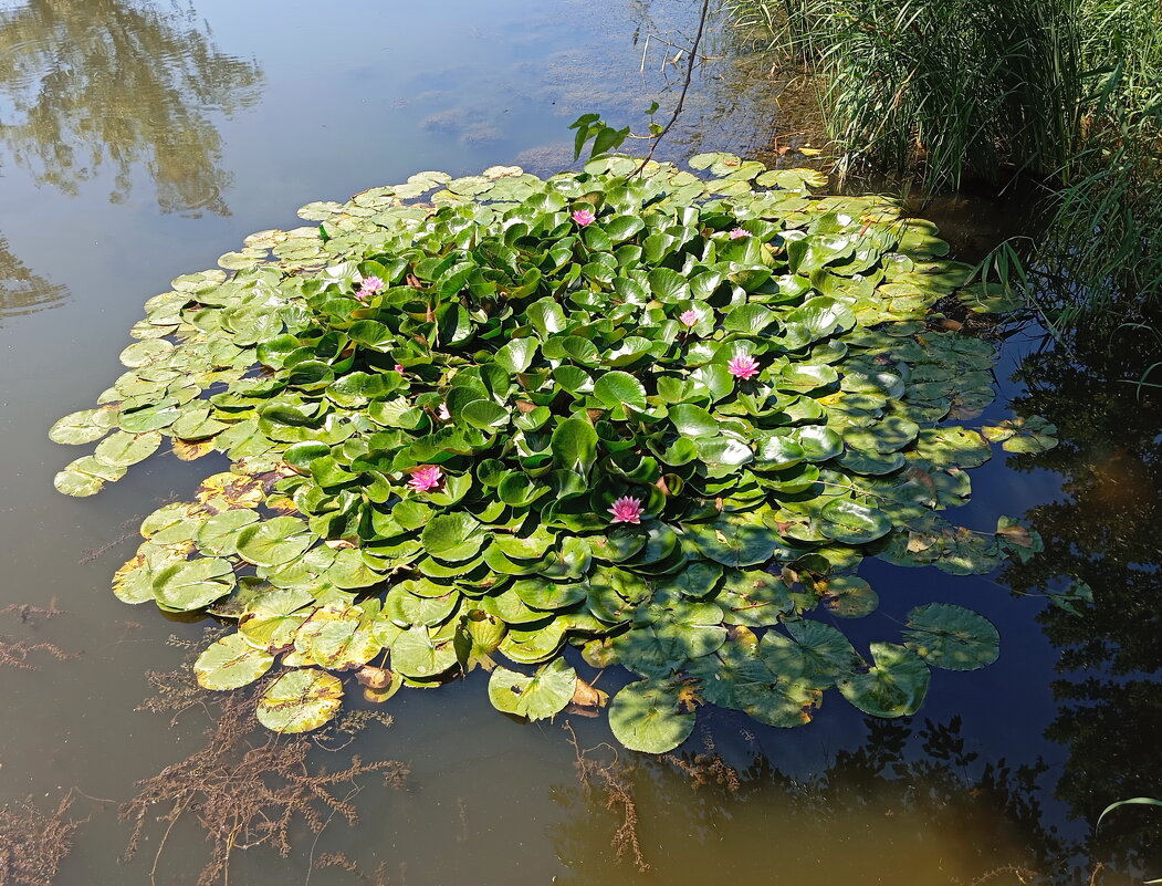 Островок лотоса - Константин Штарк