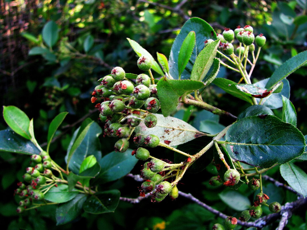 Арония растёт - Людмила Смородинская Арония растёт - Людмила Смородинская