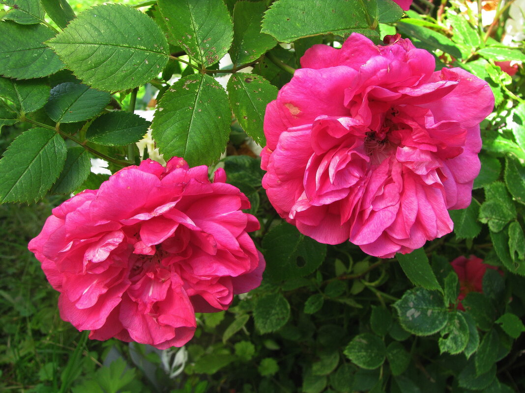 Красавицы - Людмила Смородинская