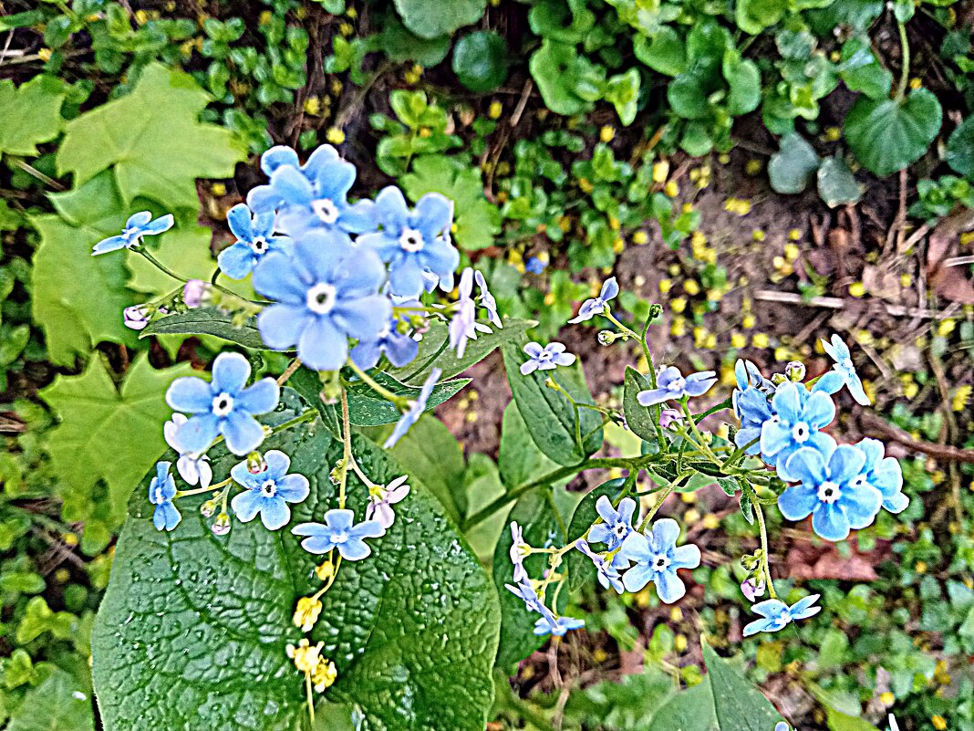 Весенний цвет. - Владимир Драгунский