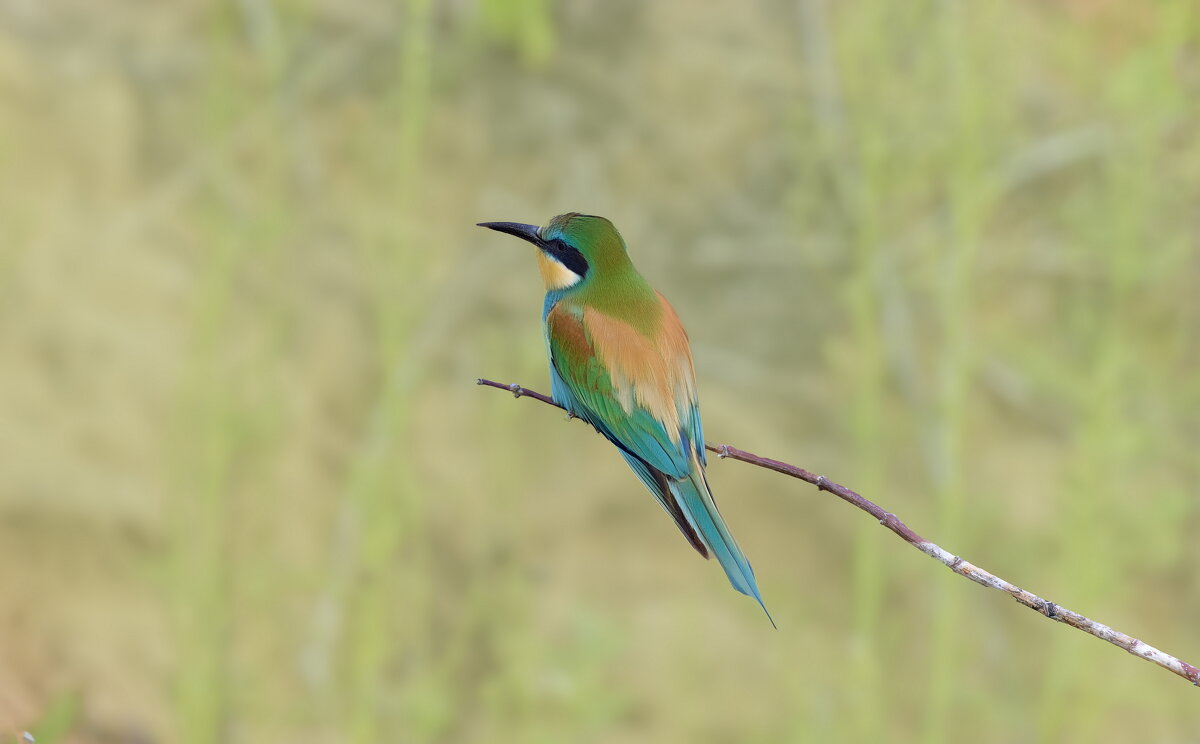 щурки. - юрий макаров