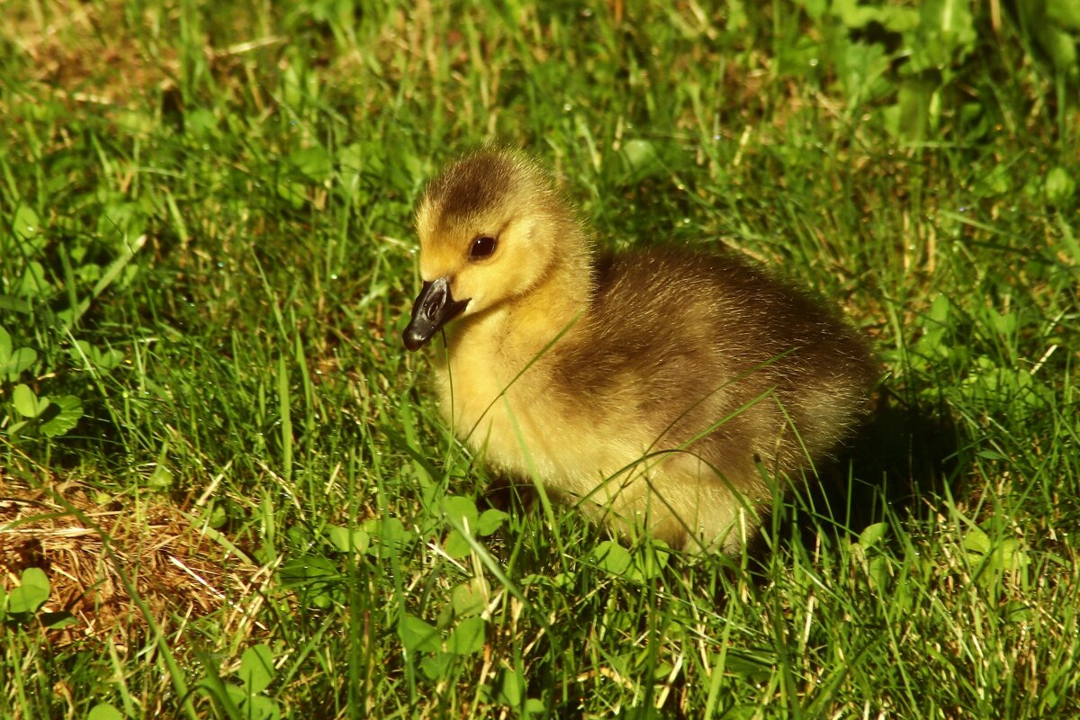 На солнышке - Юрий. Шмаков