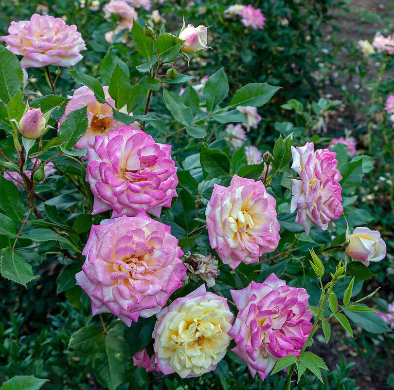 Роз букет – очарованье! - Варвара 