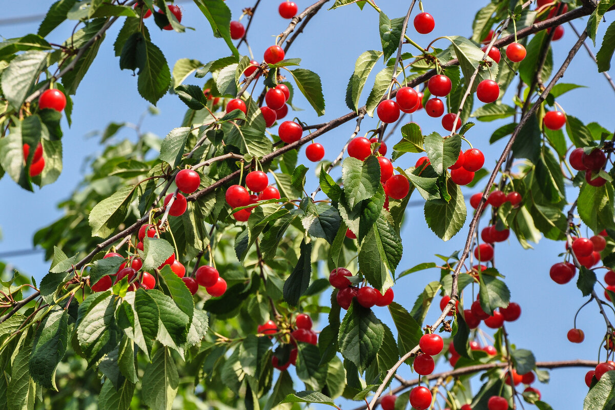 Зреет вишня - Татьяна Машошина
