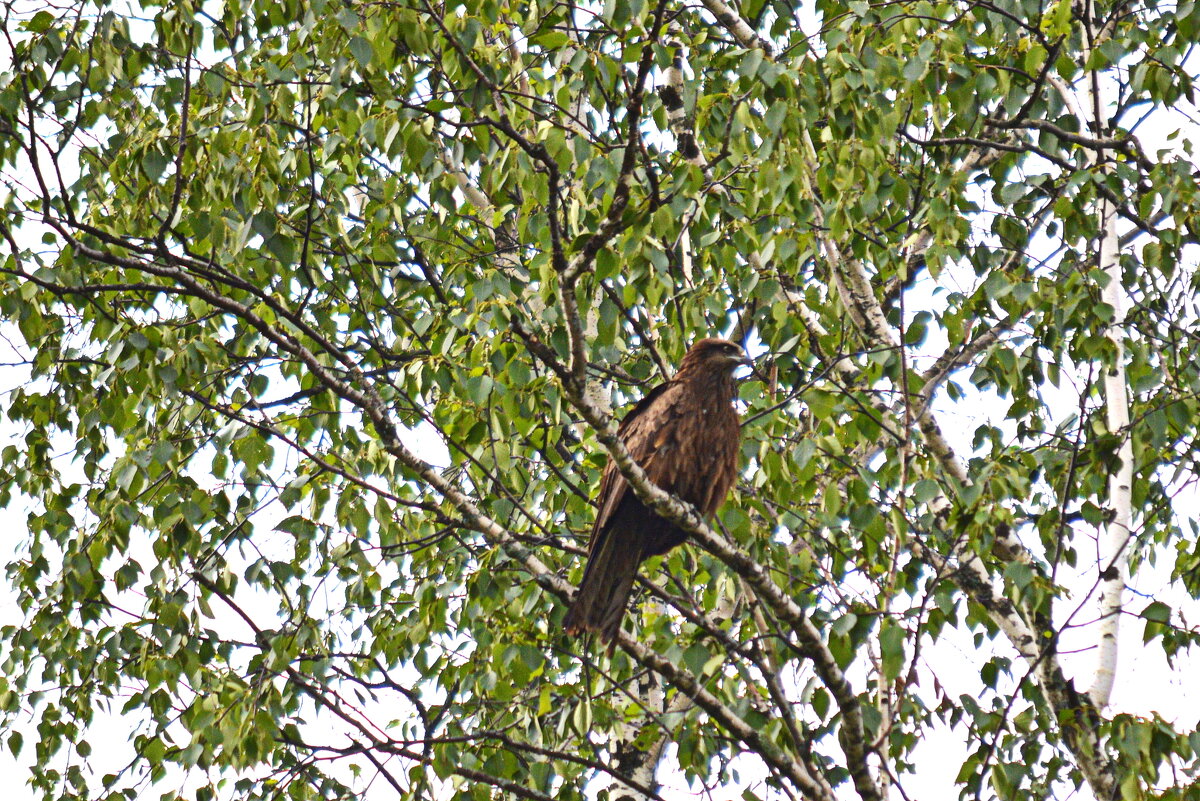 В гости прилетел - Татьяна Лютаева