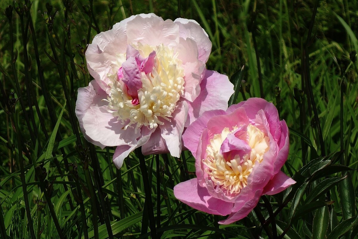 Пионы - Рита Симонова