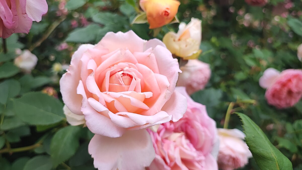 ,,, - Сергей Тимоновский