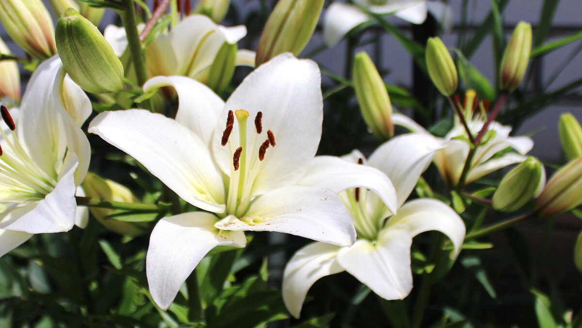 Распустилась красота. - Игорь Родионов