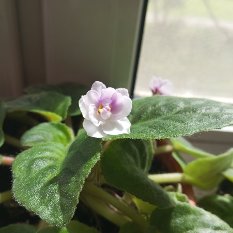 Фиалка - Елена Семигина