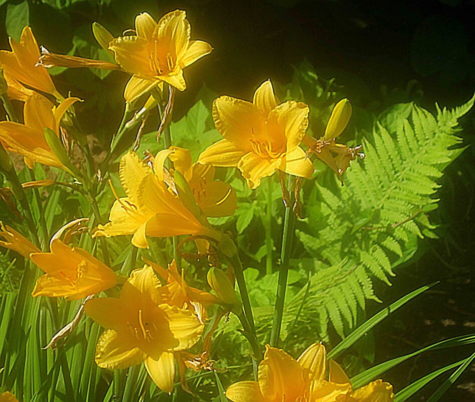 Солнечные - Елена Семигина