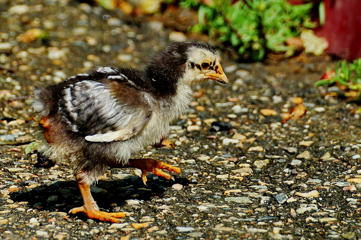 Новое поколение... - Николай Саржанов