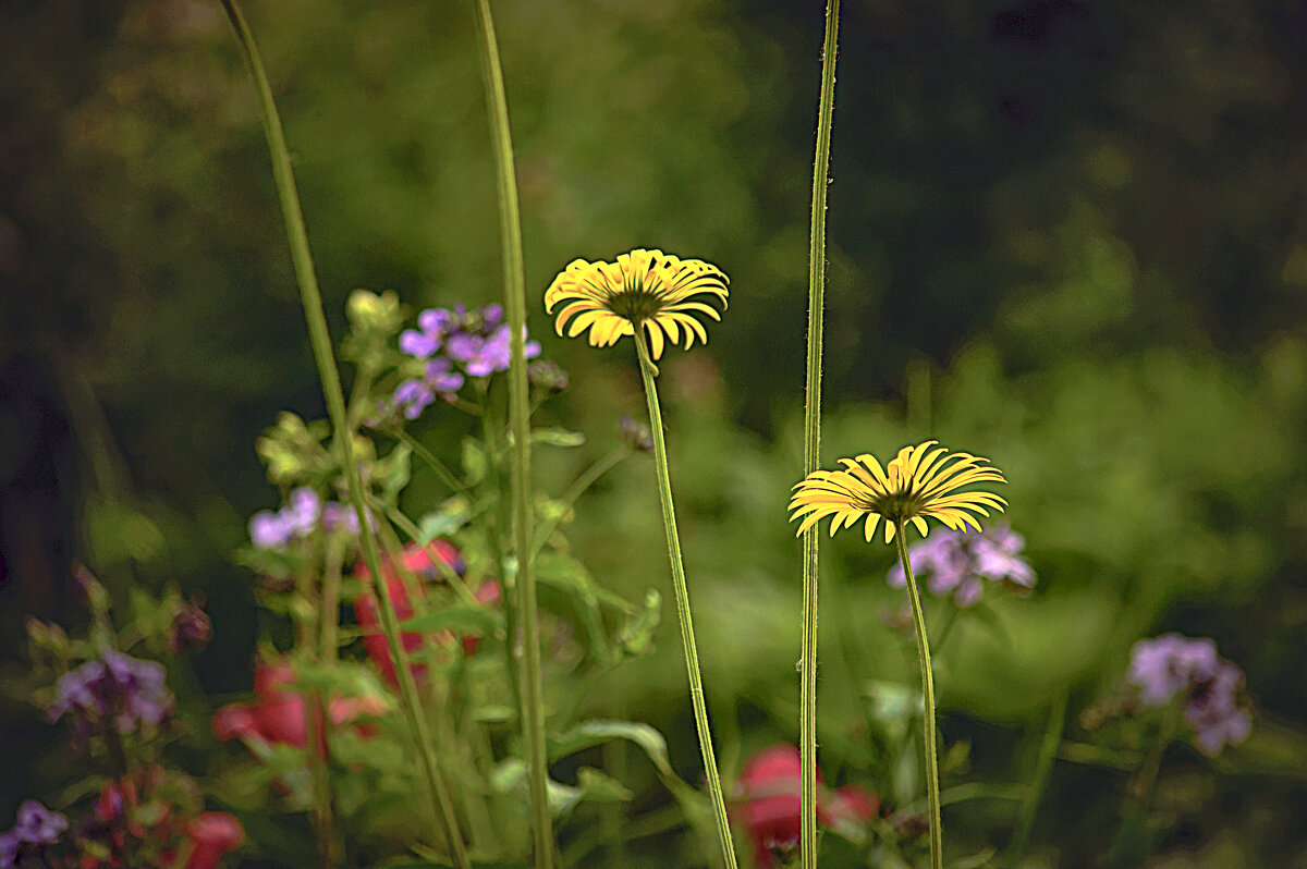 Этюд с цветами - Владимир Кроливец