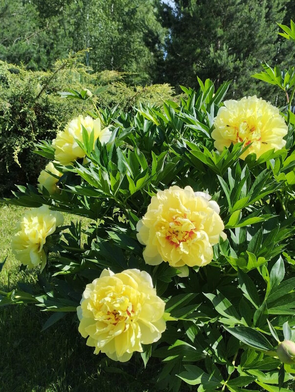 Пион жёлтый Бартзелла. - Ольга Довженко