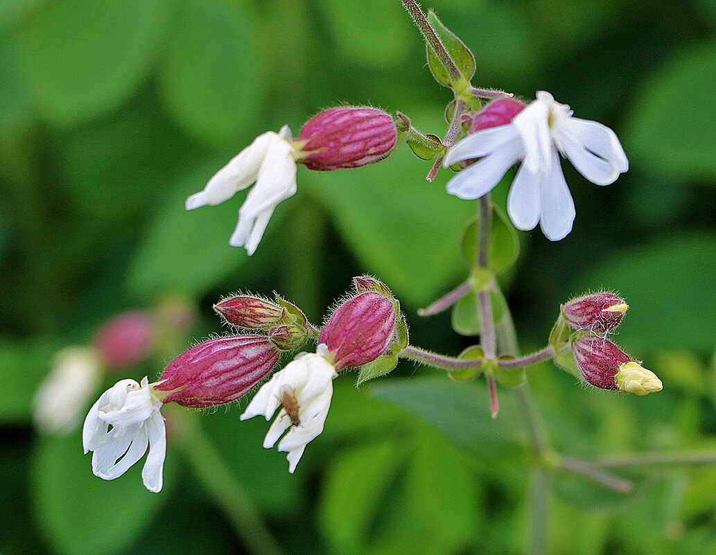 Смолевка (дрёма белая) - Светлана 