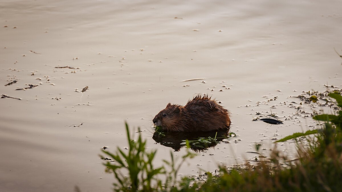 Ондатра - Вадим Басов