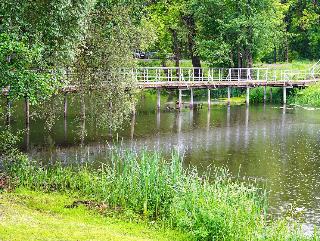 Дождь у пруда - Татьяна Тюменка