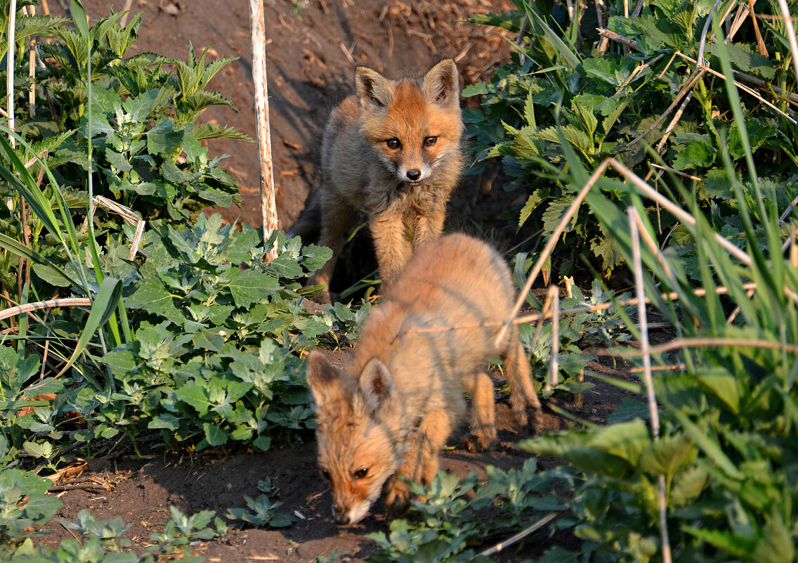 Лисята - Геннадий Ячменев
