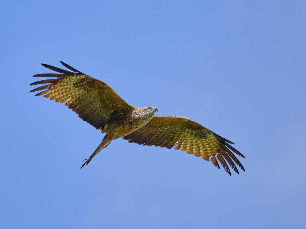 Черный коршун - Александр 