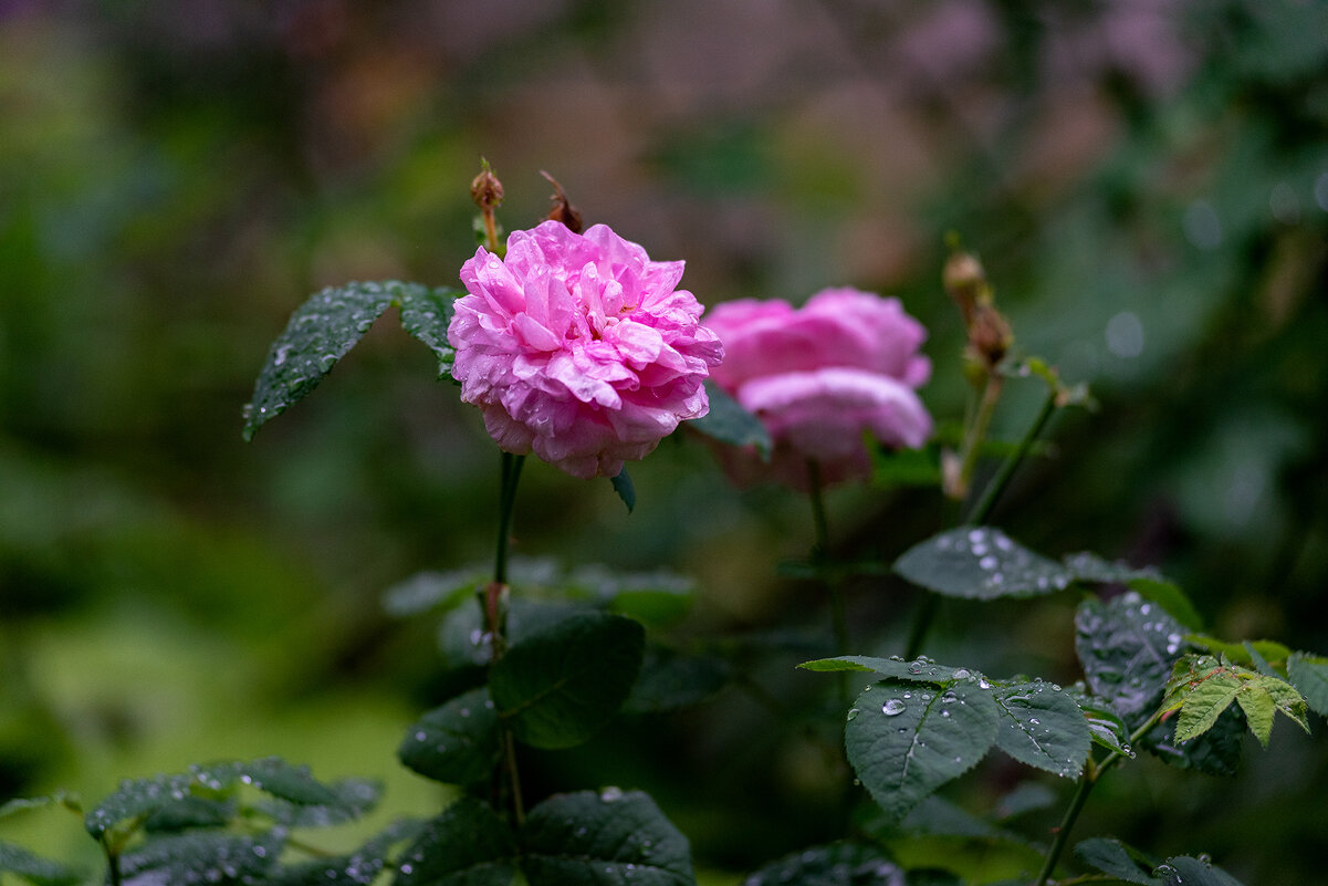 роза - Вадим Федотов роза - Вадим Федотов