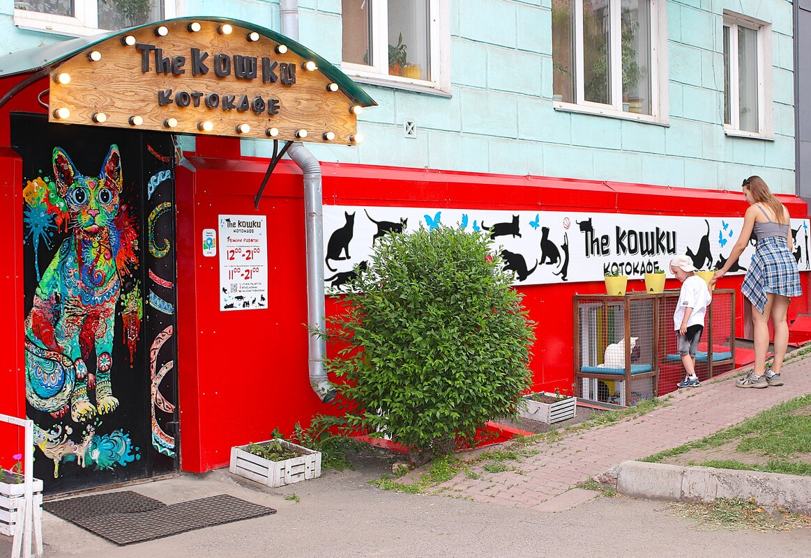 Котокафе - Василий 