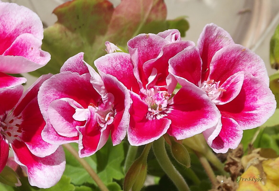 Герань - Freddy 97 Герань - Freddy 97