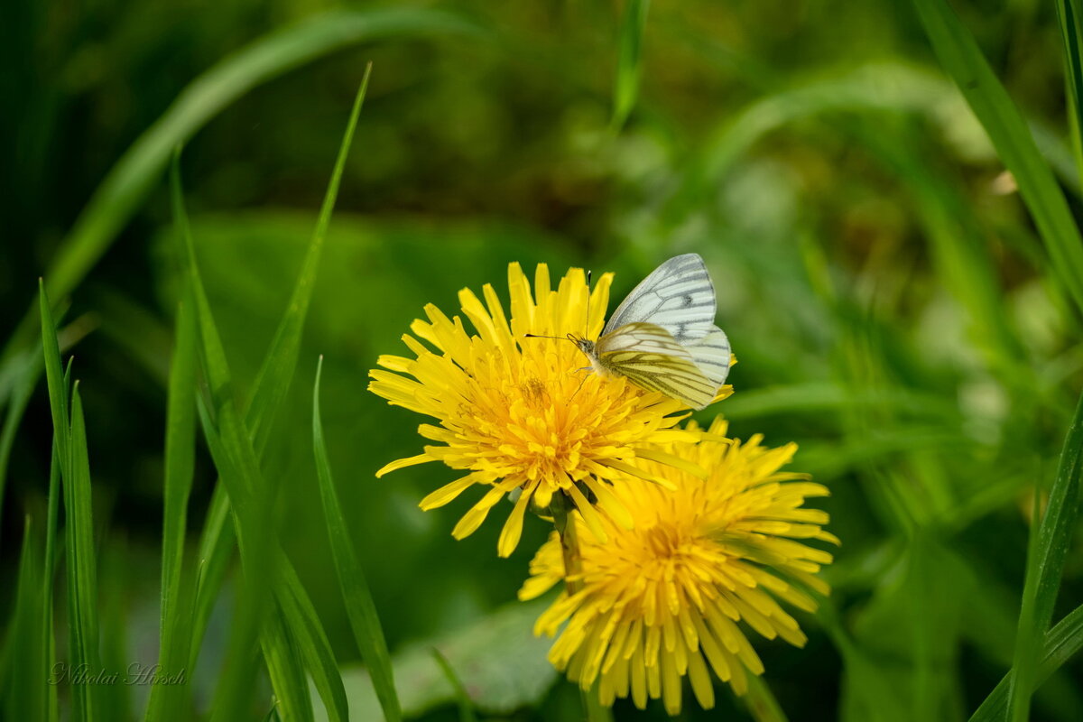 Бабочка на одуванчике... - Николай Гирш Бабочка на одуванчике... - Николай Гирш