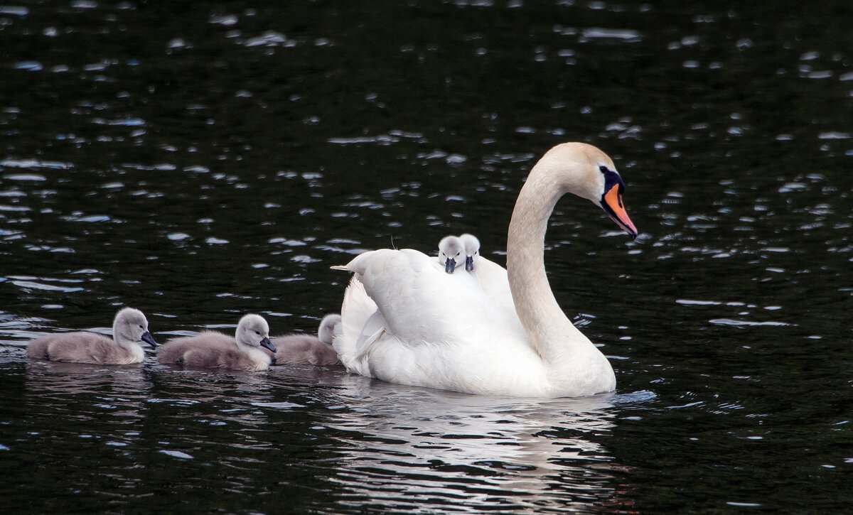 *** - Владимир Безбородов